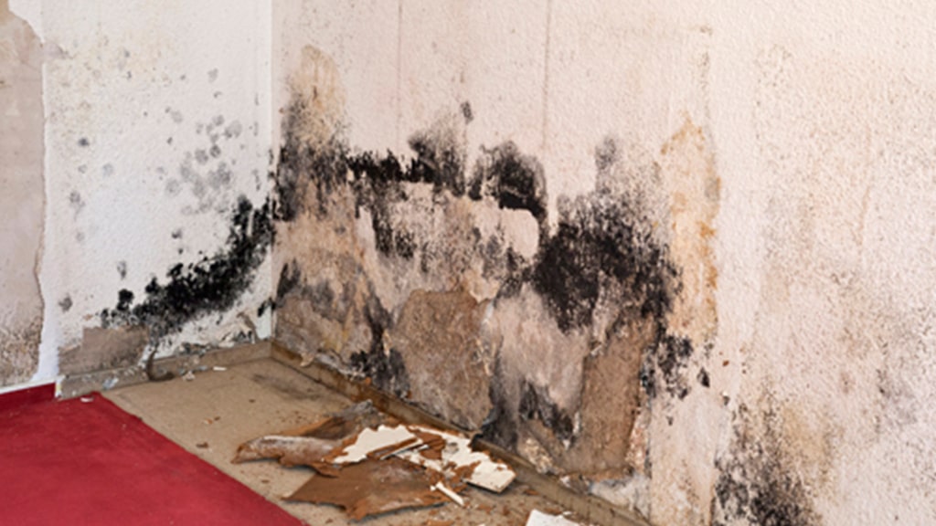 mold in facility